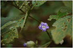 Nilgirianthus lupulinus